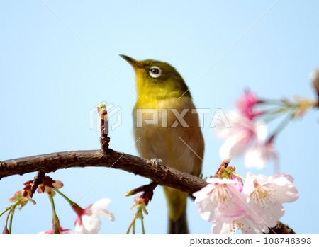 White-eye visiting cherry blossoms 108748398