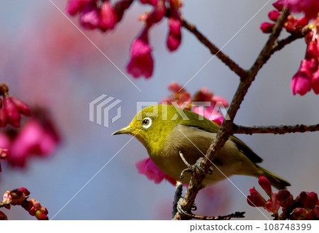 白眼鳥參觀粉紅色的寒日櫻 108748399
