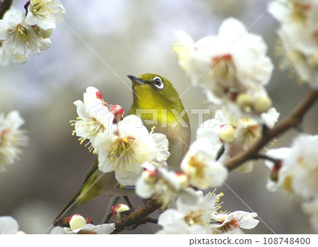 繡眼鳥來白梅花上吸花蜜 108748400
