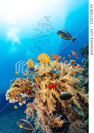 Underwater Tropical Corals Reef with colorful sea fish. Marine life sea world. Tropical colourful underwater panormatic seascape. Underwater Tropical Corals Reef with colorful sea fish. Marine life sea world. Tropical colourful underwater panormatic seascape. 108748634