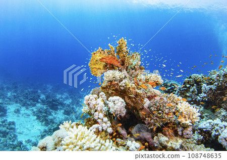 Underwater Tropical Corals Reef with colorful sea fish. Marine life sea world. Tropical colourful underwater panormatic seascape. Underwater Tropical Corals Reef with colorful sea fish. Marine life sea world. Tropical colourful underwater panormatic seascape. 108748635