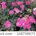 Fabulous Bunch of Flowers 108748673
