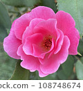 Lone Pink Flower 108748674