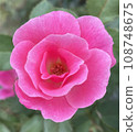 Great Pink Flower 108748675