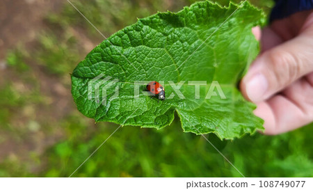 Ladybug crawling on a green fresh burdock leaf 108749077