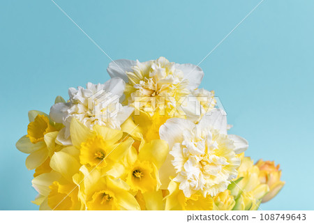 Yellow flowers daffodils on blue background. Bouquet of yellow narcissus or daffodil on bright blue background. Greeting Card for Mothers Day, Birthday, March 8. 108749643