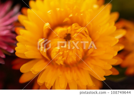 Autumn composition of dry red pink orange flowers and herbs closeup. Fall flowers closeup background, halloween, thanksgiving decoration. Floristic art decoration closeup. 108749644