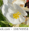 Beautiful White Flower 108749958