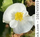 Pretty White Flower 108749959