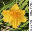 Cute Yellow Flower 108749960