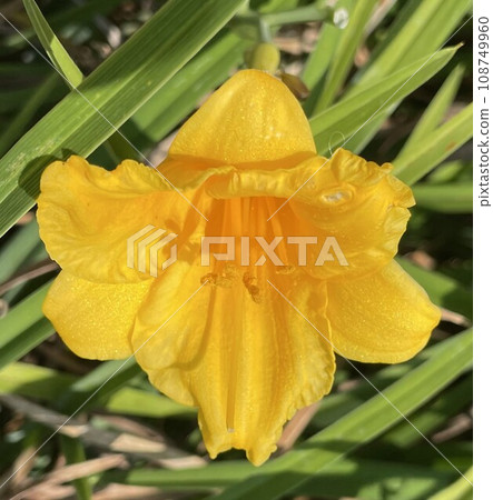 Cute Yellow Flower 108749960