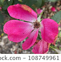 Cool Red Flower 108749961