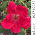 Neat Red Flower 108749962