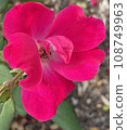Nature Red Flowere 108749963