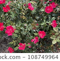 Group of Red Flowers 108749964