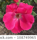 Garden Red Flower 108749965