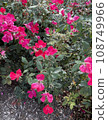Lot of Red Flowers 108749966
