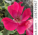 Lone Red Flower 108749967