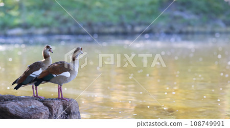 A couple of Nile gooses standing on top of a rock next to a body of water A couple of Nile gooses standing on top of a rock next to a body of water 108749991