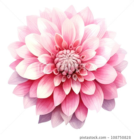 watercolor dahlia flowers illustration on a white background. 108750828