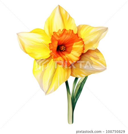 watercolor daffodil flowers illustration on a white background. 108750829