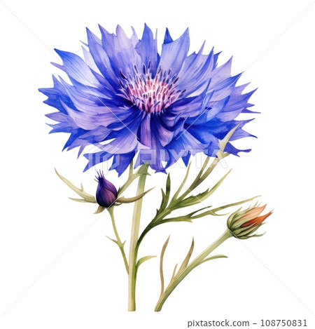 watercolor cornflower flower illustration on a white background. 108750831