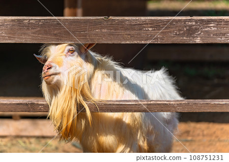 [國內] 農場的木柵欄間，一隻白山羊探出頭來。 108751231