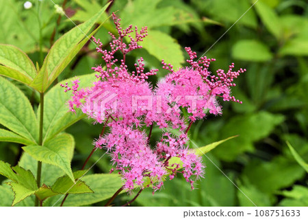 A beautiful cluster of small pink flowers that grows naturally along streams in the mountains. A beautiful cluster of small pink flowers that grows naturally along streams in the mountains. 108751633
