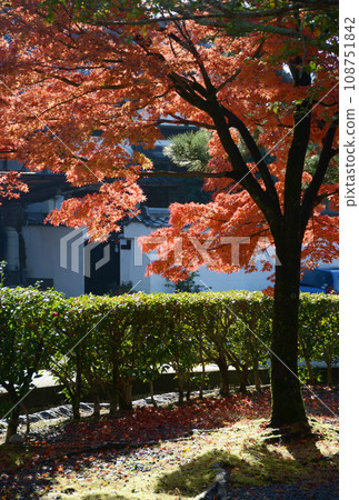 Autumn leaves at Konkai Komyoji Temple in the precincts Kurodani, Sakyo-ku, Kyoto 108751842