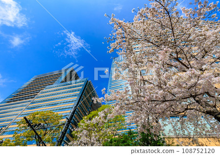 Tokyo, Minato-ku, Akasaka, Tokyo Midtown and cherry blossoms in full bloom Tokyo, Minato-ku, Akasaka, Tokyo Midtown and cherry blossoms in full bloom 108752120