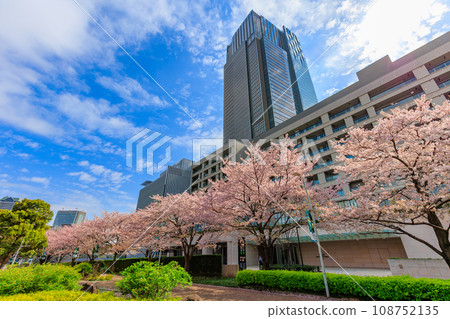 東京、港區、赤坂、東京中城和櫻花盛開 108752135