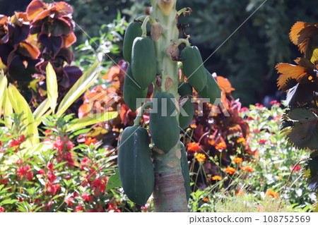 景觀與一棵樹與綠色水果木瓜 景觀與一棵樹與綠色水果木瓜 108752569