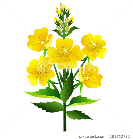 evening primrose flower evening primrose flower 108752782