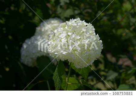 American Nori nooki 108753881