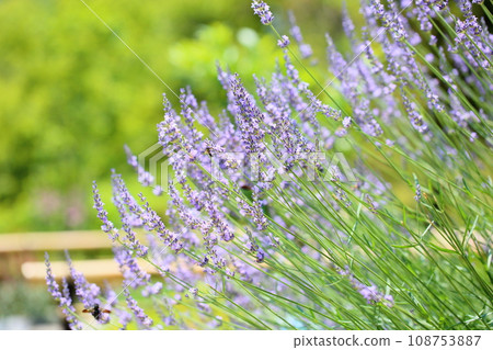 薰衣草花 薰衣草花 108753887