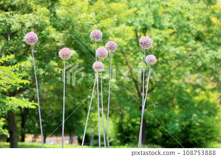 蔥屬的花 蔥屬的花 108753888