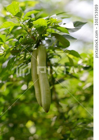 Candle in a crow 108753989