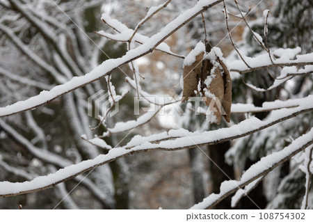 snow-covered branches and leaves 108754302