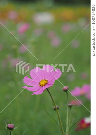 粉紅色的波斯菊花開始綻放 粉紅色的波斯菊花開始綻放 108754826