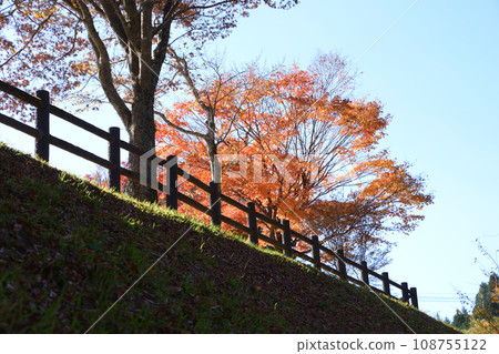 Autumn leaves in Amagatani Valley Autumn leaves in Amagatani Valley 108755122