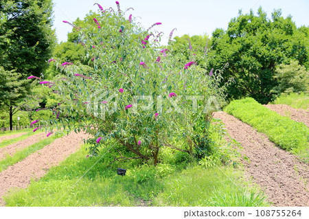 Buddha flower Buddha flower 108755264