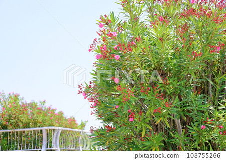 Flowers of Lychee 108755266