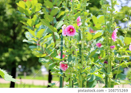 Tatiaoi flowers 108755269