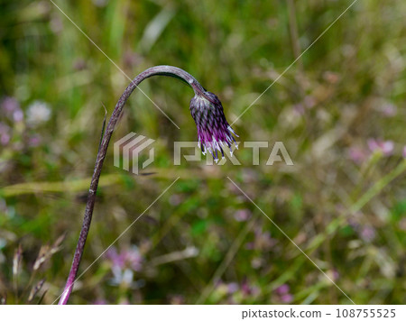 Flower head of Asteraceae, Asteraceae 108755525