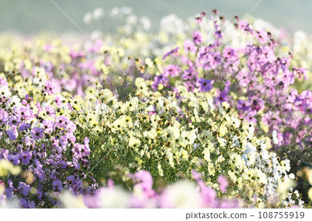 Cosmos field autumn scenery Konosu City Cosmos field autumn scenery Konosu City 108755919