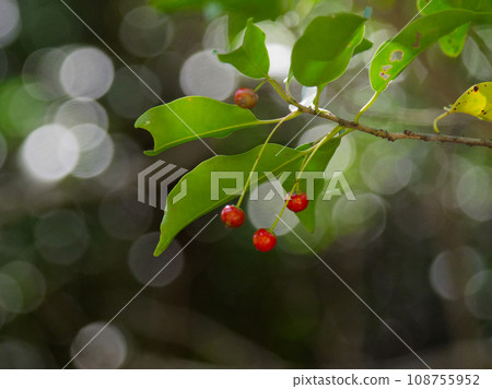 Ripe red fruit of Ilexaceae Ripe red fruit of Ilexaceae 108755952