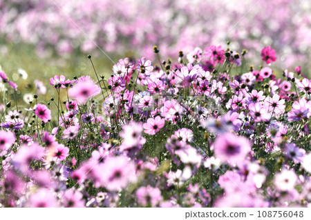 Cosmos field autumn scenery Konosu City 108756048