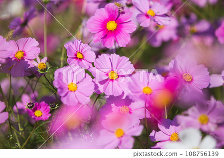 Miyanoshita Cosmos Garden is in full bloom Miyanoshita Cosmos Garden is in full bloom 108756139