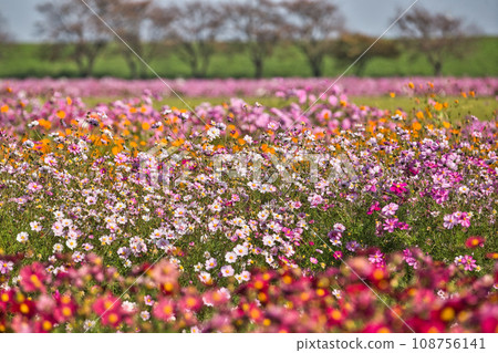 Miyanoshita Cosmos Garden is in full bloom Miyanoshita Cosmos Garden is in full bloom 108756141