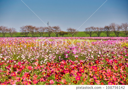 Miyanoshita Cosmos Garden is in full bloom 108756142